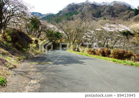 Aso's Kujukumagari Takamori Nature Park cherry blossom trees Aso's Kujukumagari Takamori Nature Park cherry blossom trees 89413945