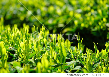 宇治茶發芽 宇治茶發芽 89414159
