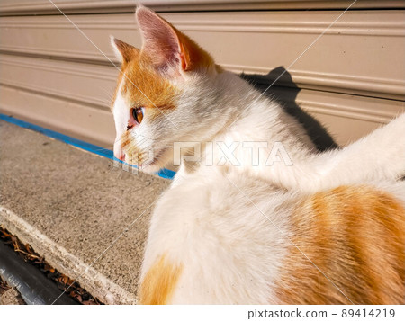 Whimsical kitten Whimsical kitten 89414219