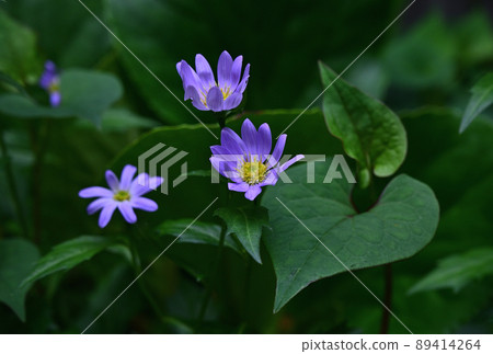 Yomena's flower Yomena's flower 89414264