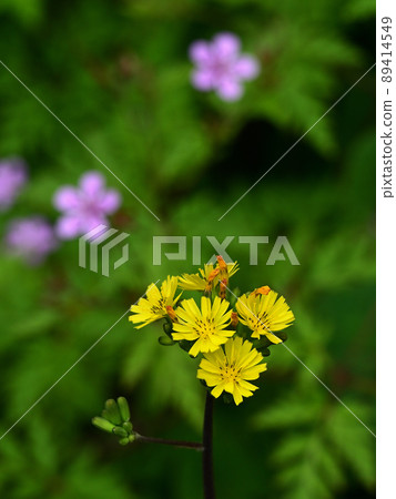 Flower of Oriental False Hawk Flower of Oriental False Hawk 89414549