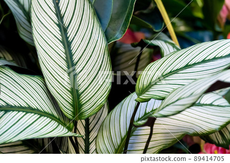 Calathea ornata, variously striped, pin-stripe, or pin-stripe calathea plants leaves close - up 89414705