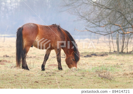 The brown Exmoor pony on pasture 89414721