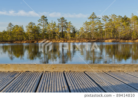 walks through a swamps along a wooden trail among moss and pines. Nature reserve in Estonia. 89414810