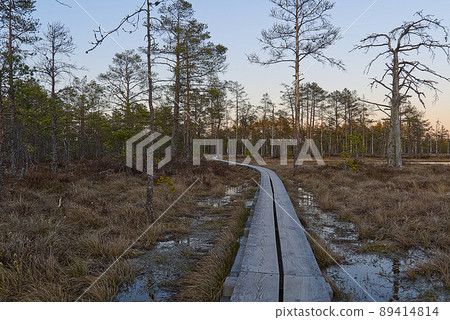 walks through a swamps along a wooden trail among moss and pines. Nature reserve in Estonia. 89414814