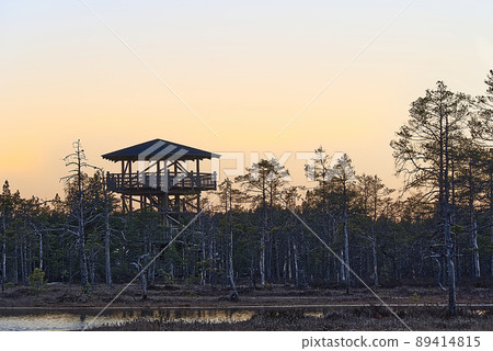 walks through a swamps along a wooden trail among moss and pines. wood watch tower at swaps. Nature reserve in Estonia. 89414815