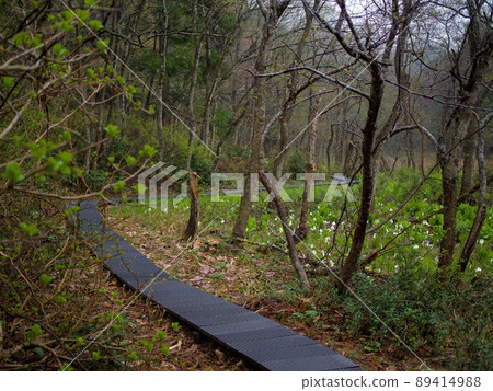 Shichikashuku-cho skunk cabbage colony Shichikashuku-cho skunk cabbage colony 89414988