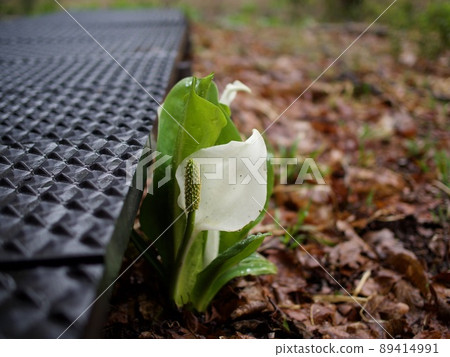 Mizubasho, Shichikashuku Town, Miyagi Prefecture Mizubasho, Shichikashuku Town, Miyagi Prefecture 89414991