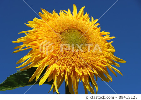 超級強大的向日葵花 89415125