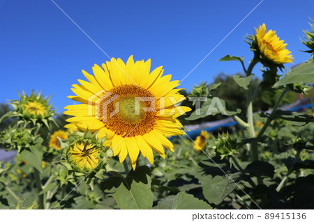 Sunflowers shine against the blue sky Sunflowers shine against the blue sky 89415136