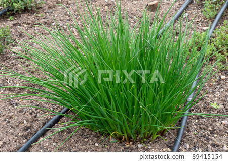 Chives or Allium Schoenoprasum. Chives is an edible herb for use in the kitchen. 89415154