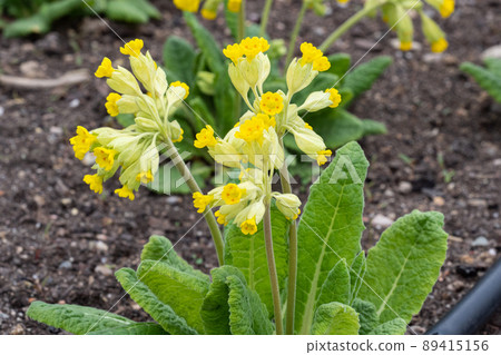 Yellow cowslip flower, Primula veris. Blooming spring flowers. 89415156