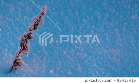 Frozen grass standing in snow during sunset in the winter, natural background 89415419