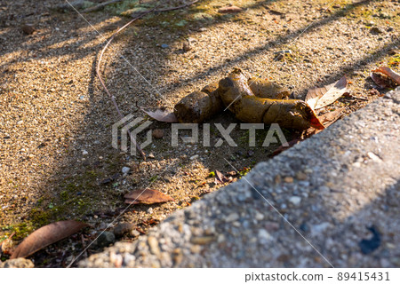 Animal poop left in the park Animal poop left in the park 89415431