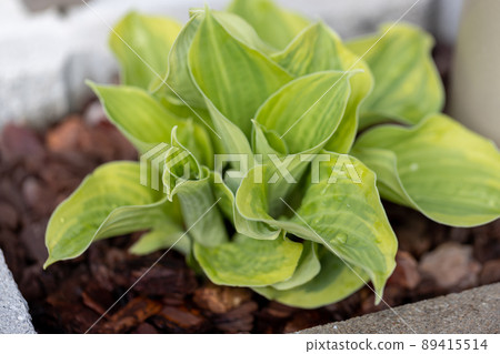 Hosta planted beside the entrance where leaves came out in spring Hosta planted beside the entrance where leaves came out in spring 89415514