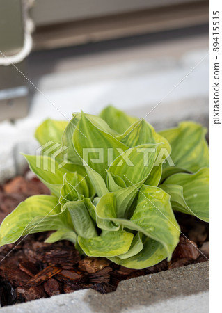 Hosta planted beside the entrance where leaves came out in spring Hosta planted beside the entrance where leaves came out in spring 89415515