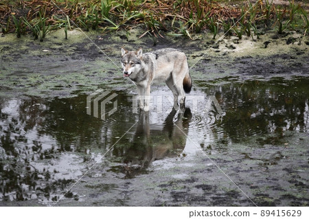 Wolf walking in the water 89415629