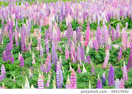 Flower garden of lupine Flower garden of lupine 89415692