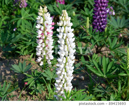 Lupine and space 89415693
