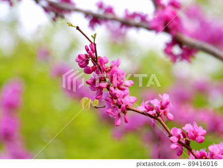 Cercis chinensis (Cercis chinensis) 89416016