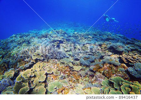 Enjoy diving in a beautiful coral reef Enjoy diving in a beautiful coral reef 89416437
