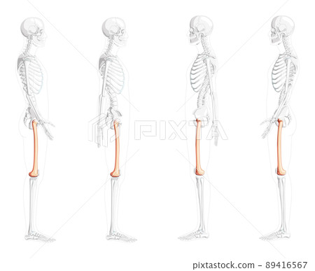 Skeleton femur thigh bone Human side view with partly transparent bones position. 3D Anatomically correct realistic  89416567