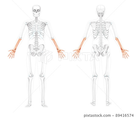 Skeleton Forearms Human hand front view with two arm poses with partly transparent bones position. 3D realistic flat Skeleton Forearms Human hand front view with two arm poses with partly transparent bones position. 3D realistic flat 89416574