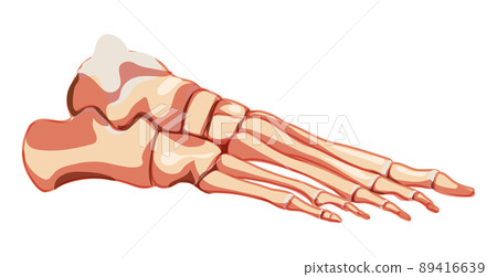 Foot and ankle Bones Human Skeleton Anatomically correct side lateral view joints, toe phalanges, cuboid, metatarsal Foot and ankle Bones Human Skeleton Anatomically correct side lateral view joints, toe phalanges, cuboid, metatarsal 89416639