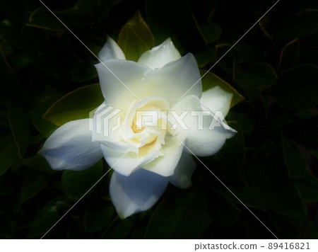 梔子花,重瓣 梔子花,重瓣 89416821