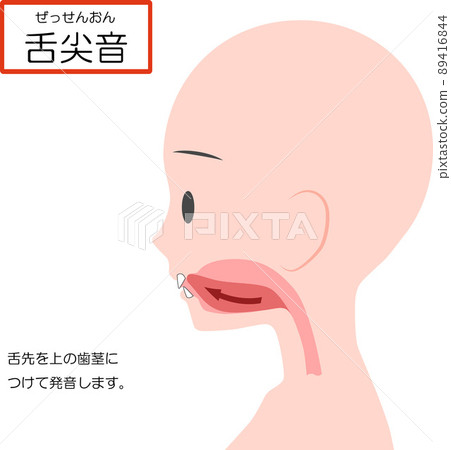 Chinese pronunciation learning [apical consonant] 89416844