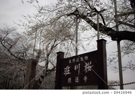 Shokawa Sakura 89416946