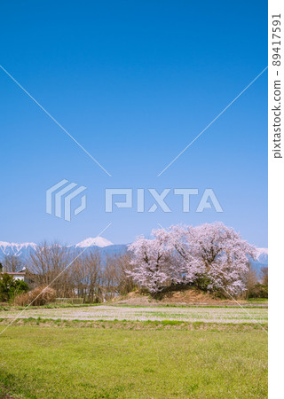 盛開的櫻花和中能山[安曇野市穗高] 89417591