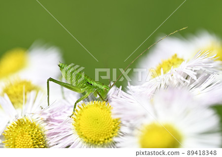 Yabukiri(幼蟲) Yabukiri(幼蟲) 89418348