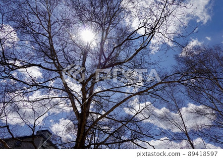 The sun and clouds in the sky looking up through the leavesless trees on the shores of Lake Akan The sun and clouds in the sky looking up through the leavesless trees on the shores of Lake Akan 89418597