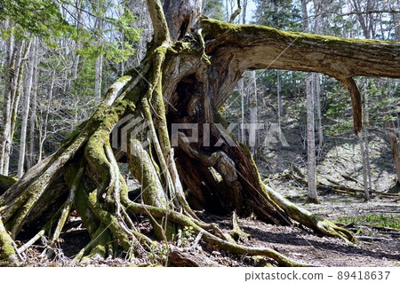 Lake Akan, a tree that has broken and withered and is covered with moss. 89418637