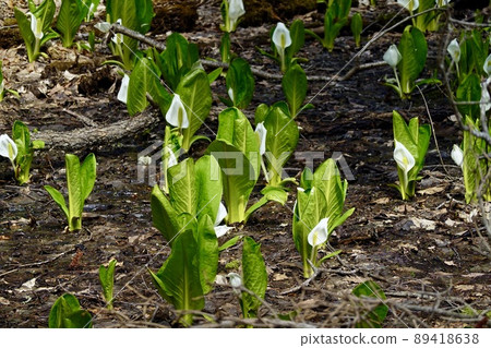 Mizubasho Lake Akan Lakeside scenery of the forest Komichi Hokkaido Eastern Hokkaido Mizubasho Lake Akan Lakeside scenery of the forest Komichi Hokkaido Eastern Hokkaido 89418638