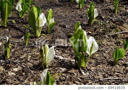 Mizubasho Lake Akan Lakeside scenery of the forest Komichi Hokkaido Eastern Hokkaido 89418639