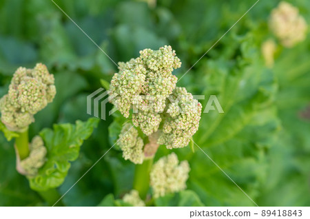 大黃花 大黃花 89418843