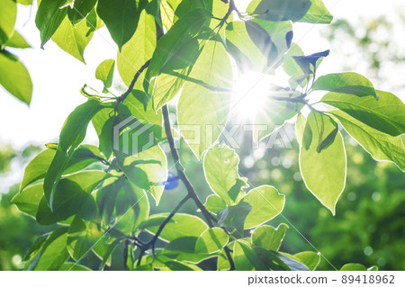 新鮮的綠色和陽光 89418962