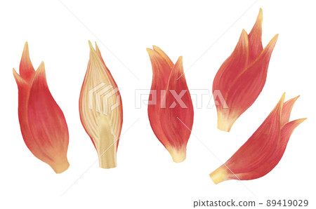 Hand-painted myoga illustration Hand-painted myoga illustration 89419029