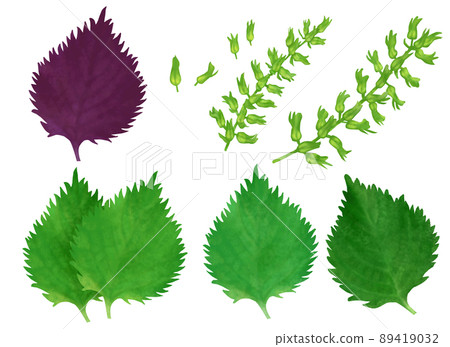 Hand-painted shiso illustration 89419032