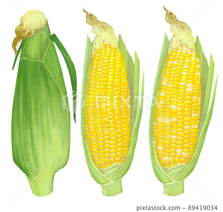 手繪玉米插畫 89419034