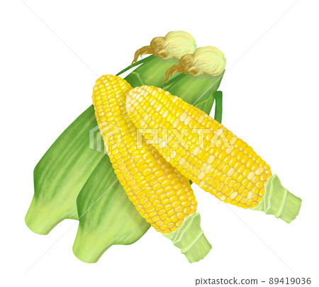 手繪玉米插畫 89419036