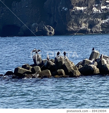 Waterfowl and the sea Waterfowl and the sea 89419094