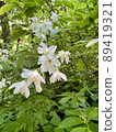 Bridal wreath companion 89419321