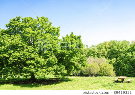 Landscape with green and blue sky 89419331