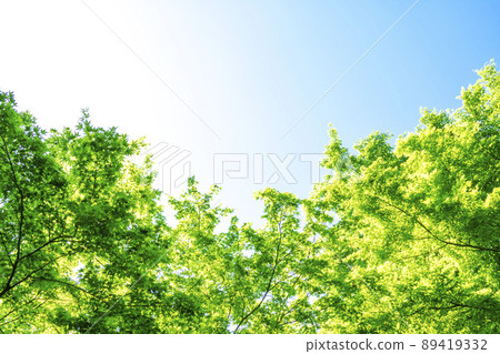 Fresh green and blue sky 89419332