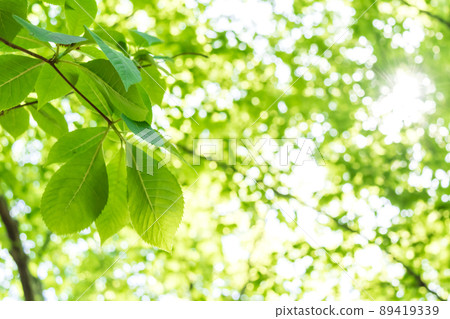 新鮮的綠色和陽光 89419339