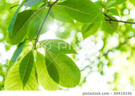 Fresh green and sunbeams 89419340