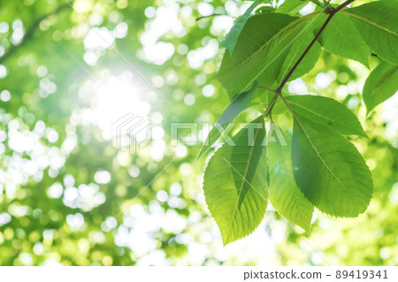 Fresh green and sunbeams 89419341